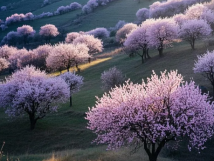 數(shù)九待春歸，亞歐果仁香